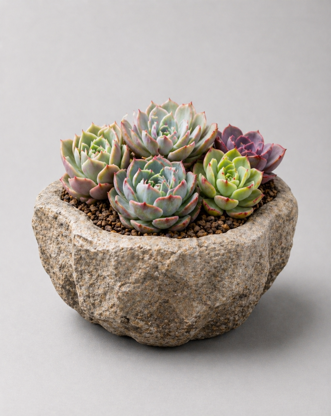 Doğal Taş Dokulu Sukulent