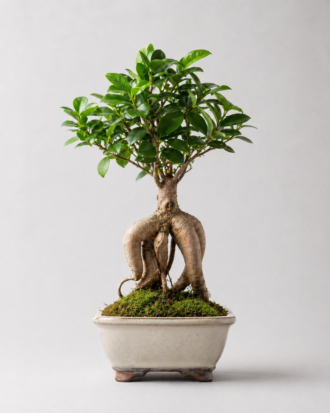 Ginseng Bonsai Ağacı